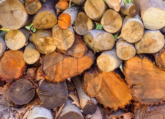 Woodpile