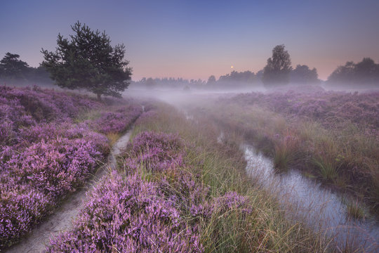 Path through blooming heather at dawn