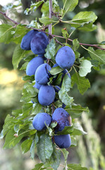 Plums on the tree in the garden. fruit theme.