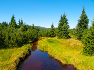 Obraz premium Small mountain creek in the middle of green meadows and spruce forest, Jizera Mountains, Czech Republic