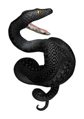 Obraz premium 3D Rendering Southern Black Racer on White