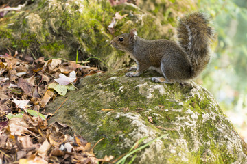 squirrel autumn day in the US National Parks