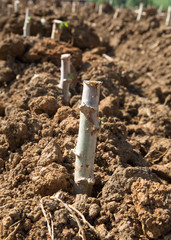 Cassava cuttings plug in the soil.