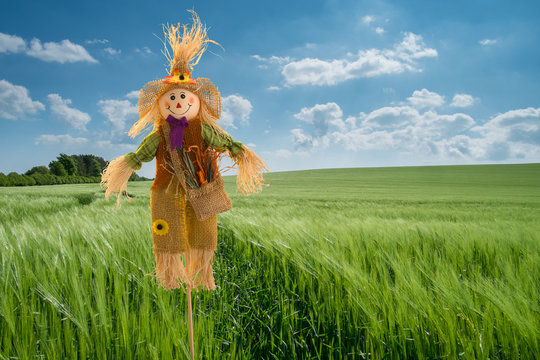  scarecrow in Barley field, England, UK