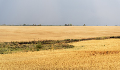 Obraz premium Pola i żółta trawa