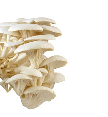 Closeup of fresh oyster mushrooms