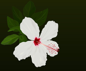 White hibiscus flower vector background with black copy space.