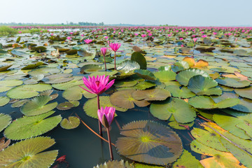 Beautiful Lotus at Sea of pink lotus at Udon Thani in Thailand (unseen in Thailand)