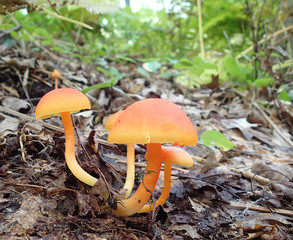 Wild Orange Mushrooms close up