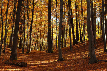 Fototapeta premium Beautiful autumn forest in the rays of the evening sun