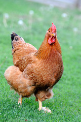 chicken grazing on the grass