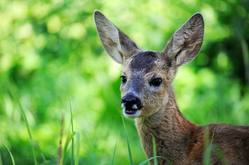 A young roe deer