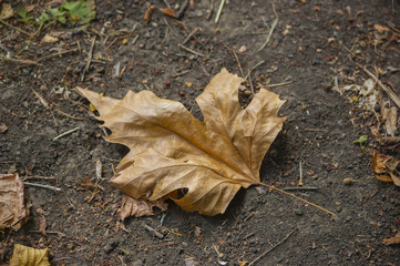 Autumn leaves, close-up