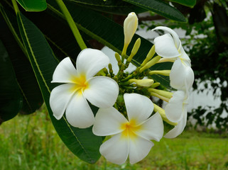 Beautiful White Plumeria, Tropical Flower
