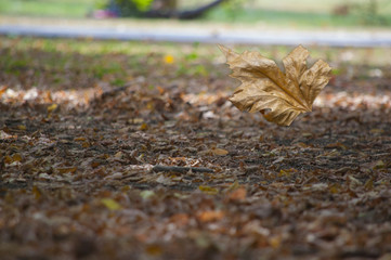 Abstract leaves in autumn suitable as background