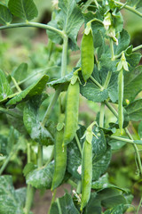 There is a  green peas plants with pods on a bed