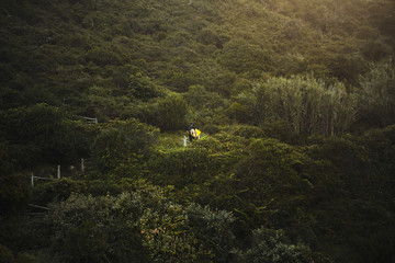 Surfer with his surfboard in hand ascending on stairs on top of mountin to his camping place after surfing in early morning Green bushes around