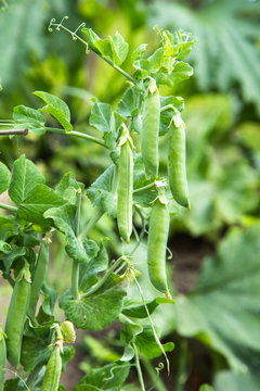 There is a  green peas plants with pods on a bed