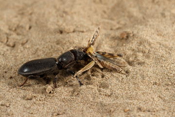 Closeup black beetle (Scarites bucida) is eating the grasshopper on sand in desert. Jungle law