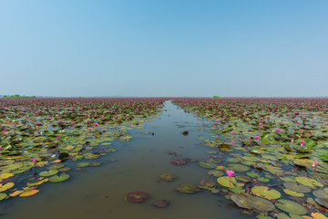 Beautiful Lotus at Sea of pink lotus at Udon Thani in Thailand (unseen in Thailand)