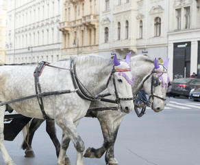 Naklejka na ściany i meble horses head in Prague czech
