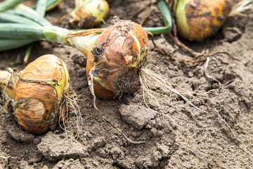 There is a onions crop on a bed
