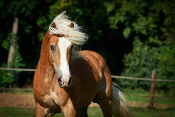 Obraz premium Haflinger