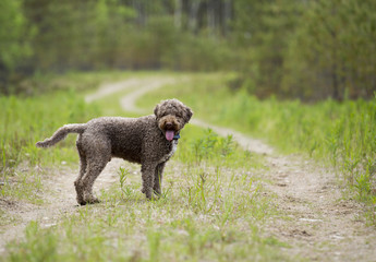 Brown dog is standing on the road. The dog is composed to the left and the dog breed is lagotto romagnolo, also known as the truffle dog. 