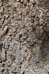 Organic pattern, Tree bark texture , spruce fir (Picea Abies)