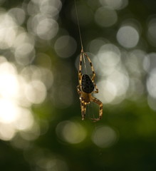 spider on a spider web, sunlight, close-up