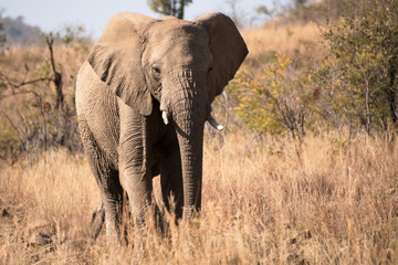 Fototapeta na wymiar Lone African Elephant observing the photographer in the late winter afternoon sunshine 