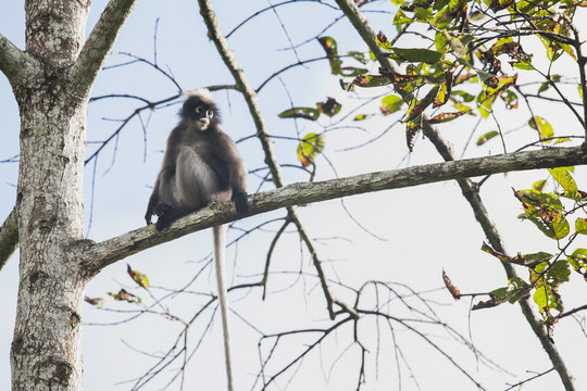 Thailand, dusky leaf monkey