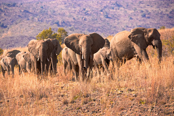 Obraz premium Breeding herd of African elephant pausing while the herd matriarch assesses the human activity between the herd and the waterhole. 