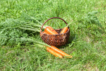 Wooden wicker basket with fresh carrots with green leaves at the
