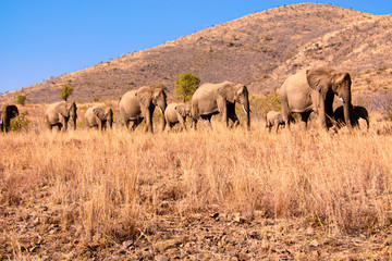 African Elephant breeding herd following the herd matriarch single file along the contour of the mountains.