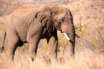 Fototapeta na wymiar Lone African elephant bull on a sole journey to the waterhole