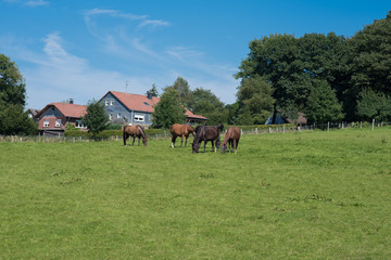 several horses feeding on a green meadow near houses