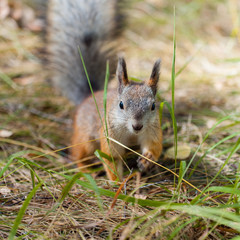 Squirrel in the grass