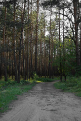 pine forest with footpath