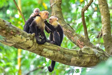 Fototapete Affe Kapuzineraffe auf Ast des Baumes - Tiere in der Wildnis