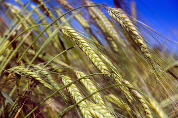 barley on the blue sky background
