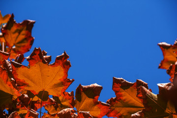 maple leaves