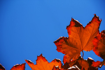 maple leaves