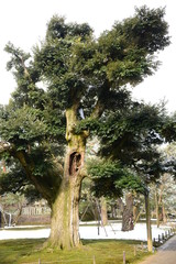 Spot Kenrokuen Garden Japan