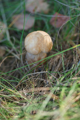 White mushroom in the forest