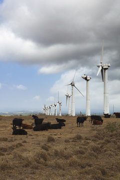 Cows on pasture an wind turbines in background, USA