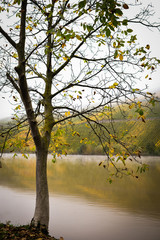 baum an der mosel