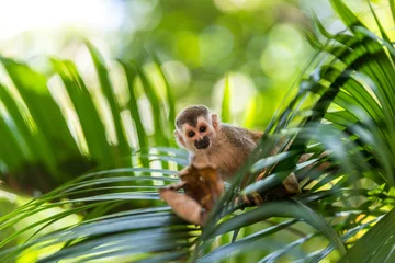 Photo sur Plexiglas Singe Singe écureuil sur branche d& 39 arbre - animaux en pleine nature