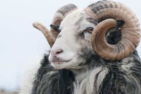Headshot of sheep, Gotland, Sweden