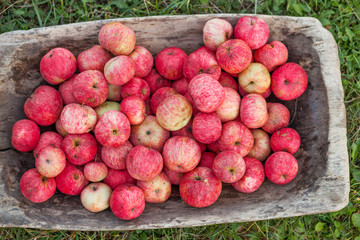 The red apple.